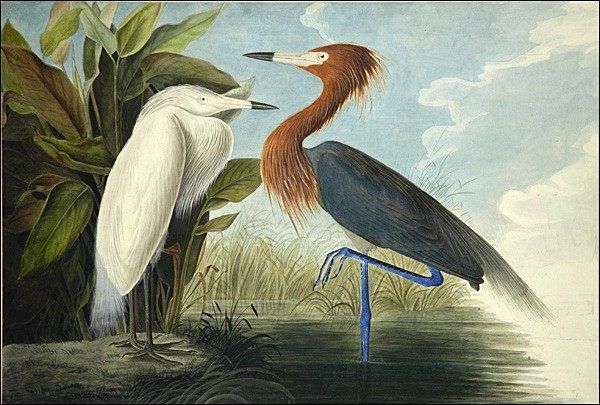 John James Audubon Reddish Egret